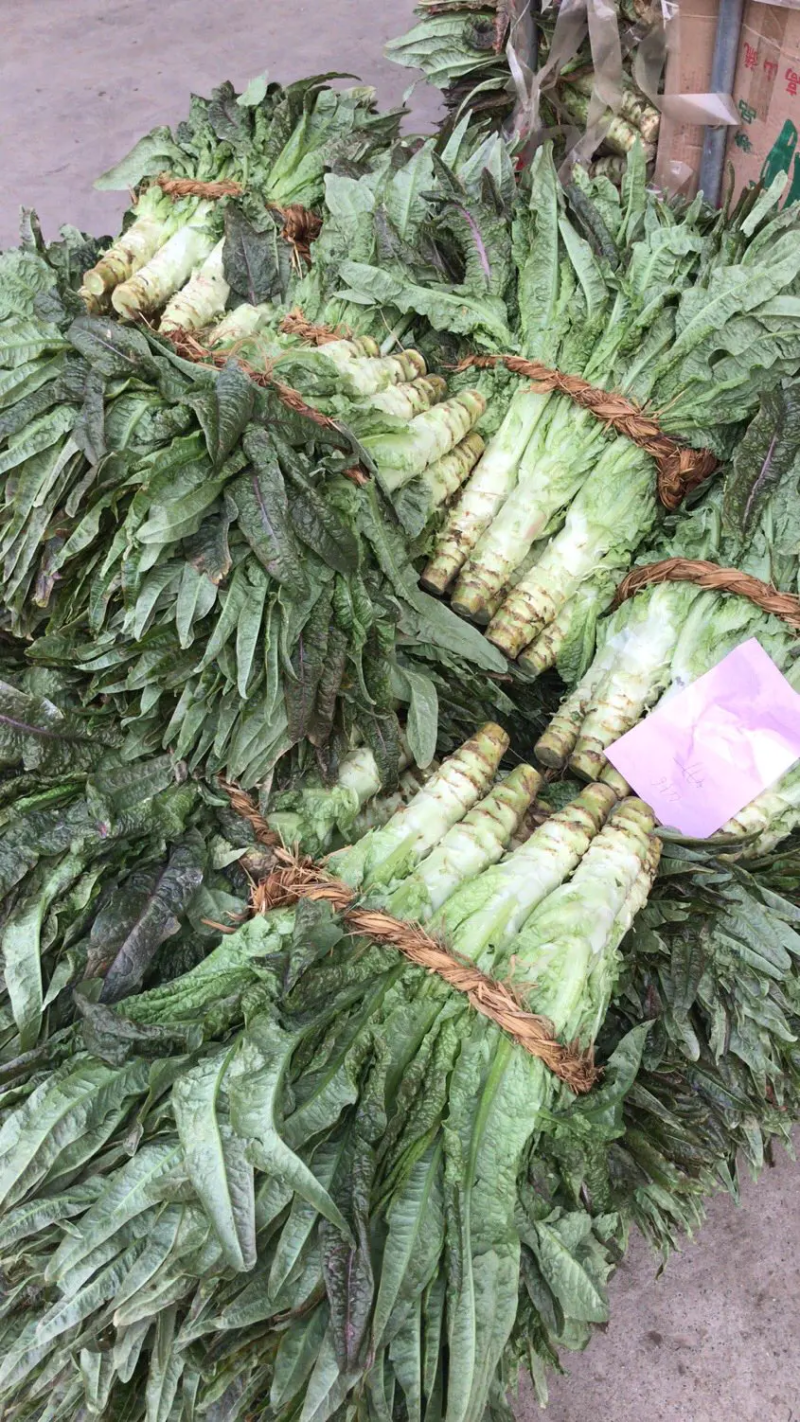 红叶莴苣尖叶莴苣江苏尖莴苣盐城莴苣东台莴苣