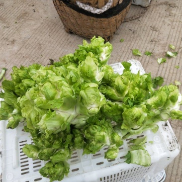 精品儿菜，价格便宜，欢迎订购，保质保量，