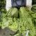 大白菜（青杂）