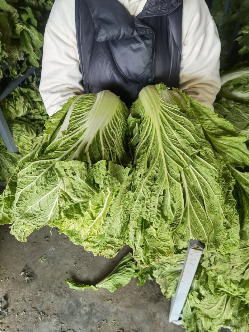 大白菜（青杂）