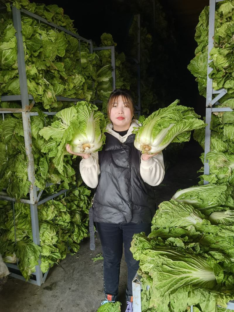大白菜（青杂）