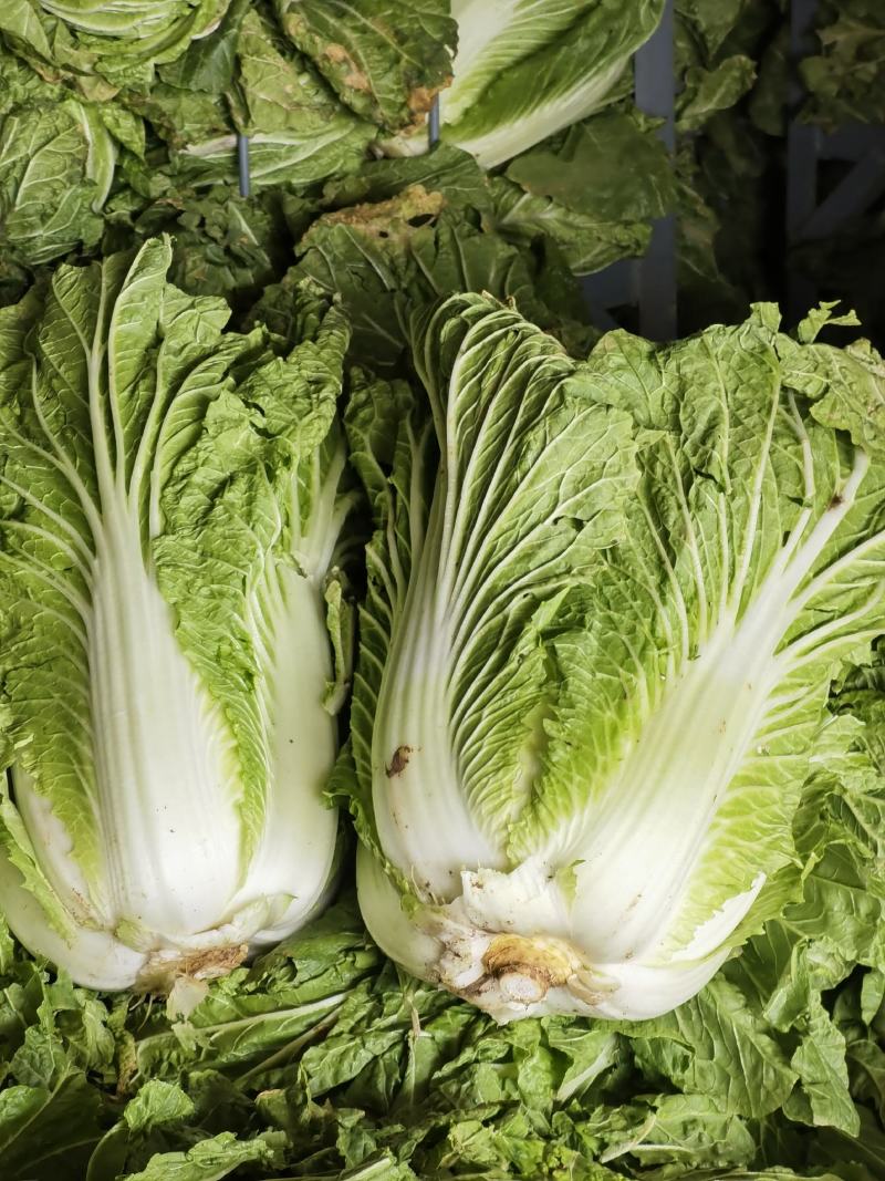 大白菜（青杂）
