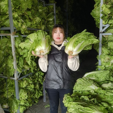 大白菜（青杂）