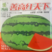 红天下西瓜种子大果型大红瓤深绿皮含糖量13%