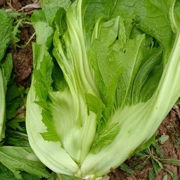 四川宽叶芥菜，青菜，，腌制厂电商货，一万吨
