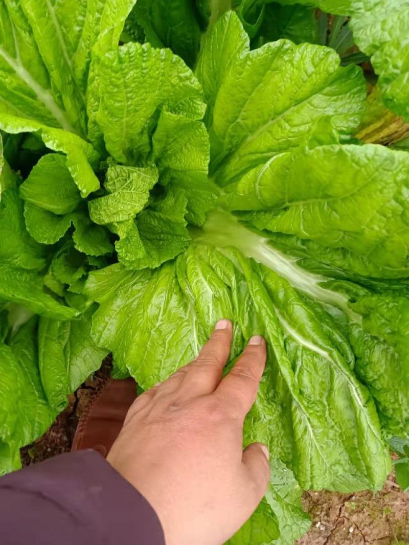 四川宽叶芥菜，青菜，，腌制厂电商货，一万吨