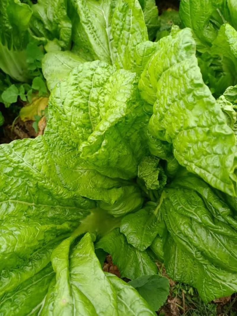 四川宽叶芥菜，青菜，，腌制厂电商货，一万吨