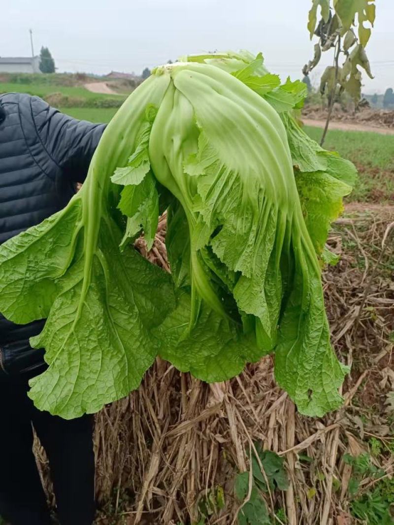 四川宽叶芥菜，青菜，，腌制厂电商货，一万吨