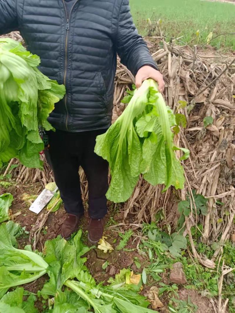 四川宽叶芥菜，青菜，，腌制厂电商货，一万吨