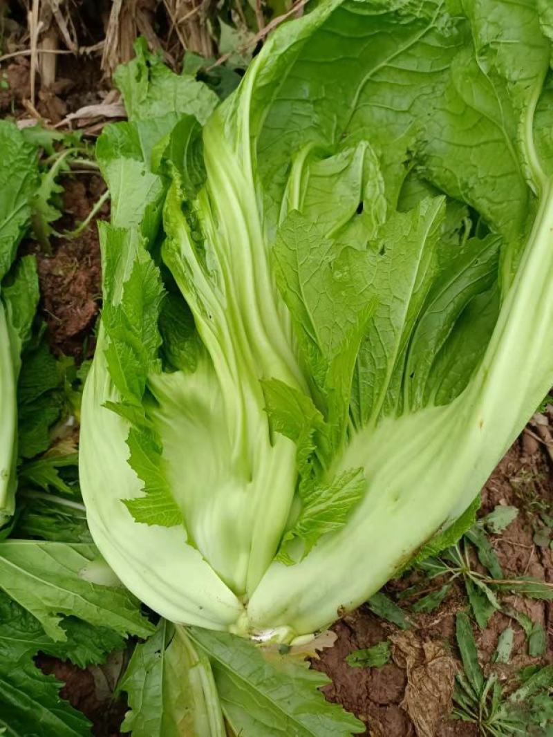 四川宽叶芥菜，青菜，，腌制厂电商货，一万吨