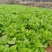 四川宽叶芥菜，青菜，，腌制厂电商货，一万吨