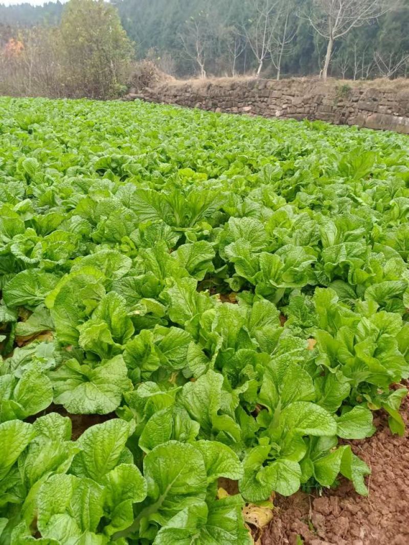 四川宽叶芥菜，青菜，，腌制厂电商货，一万吨