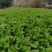 四川宽叶芥菜，青菜，，腌制厂电商货，一万吨