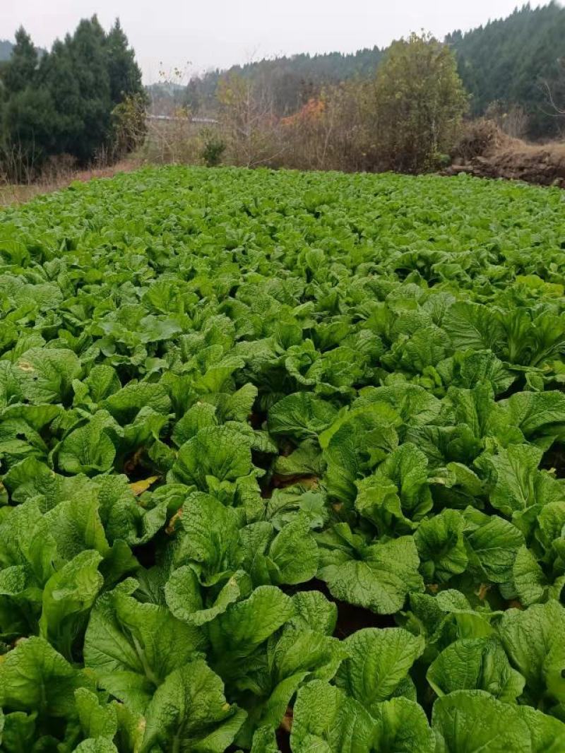 四川宽叶芥菜，青菜，，腌制厂电商货，一万吨