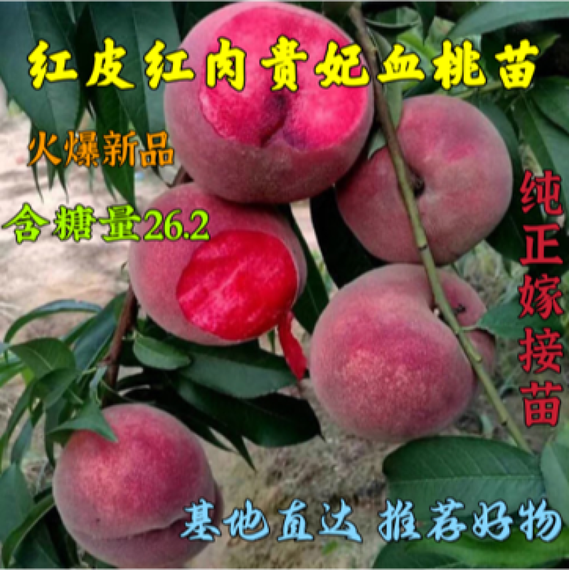 新品种贵妃血桃苗果个大甜度高南北方均可种植基地直发