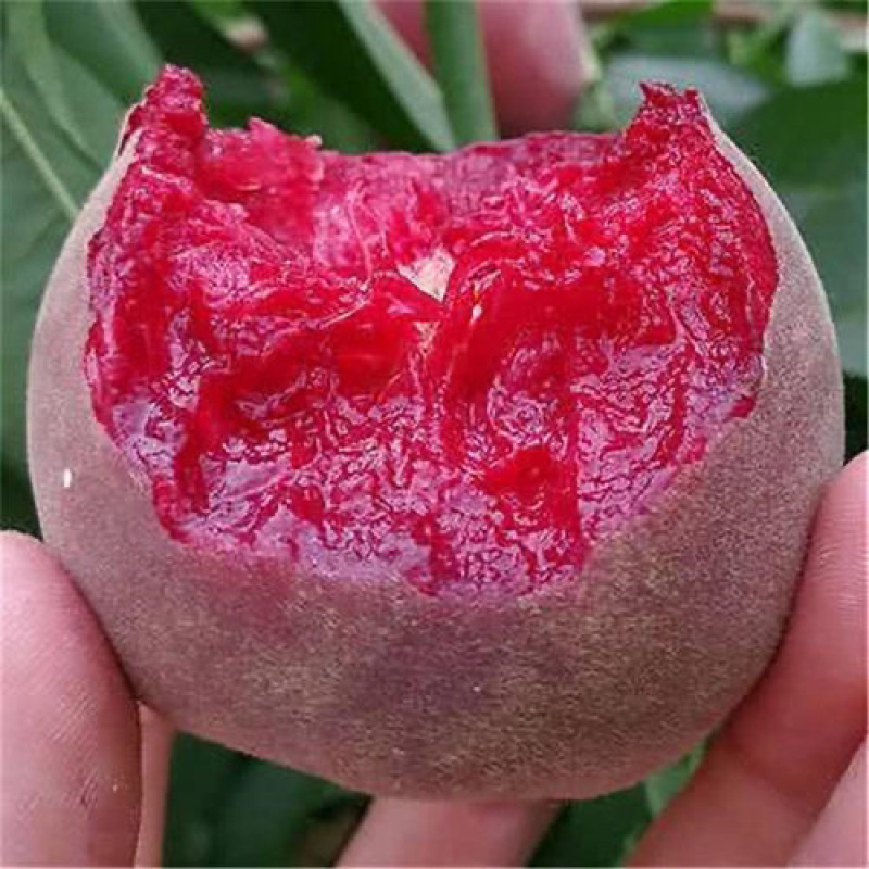 新品种贵妃血桃苗果个大甜度高南北方均可种植基地直发