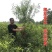 新品种贵妃血桃苗果个大甜度高南北方均可种植基地直发