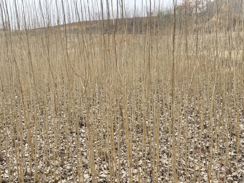 白杨树苗大量有货，107/新69/丹红杨欢迎致电订购