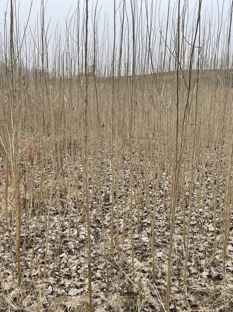 白杨树苗大量有货，107/新69/丹红杨欢迎致电订购