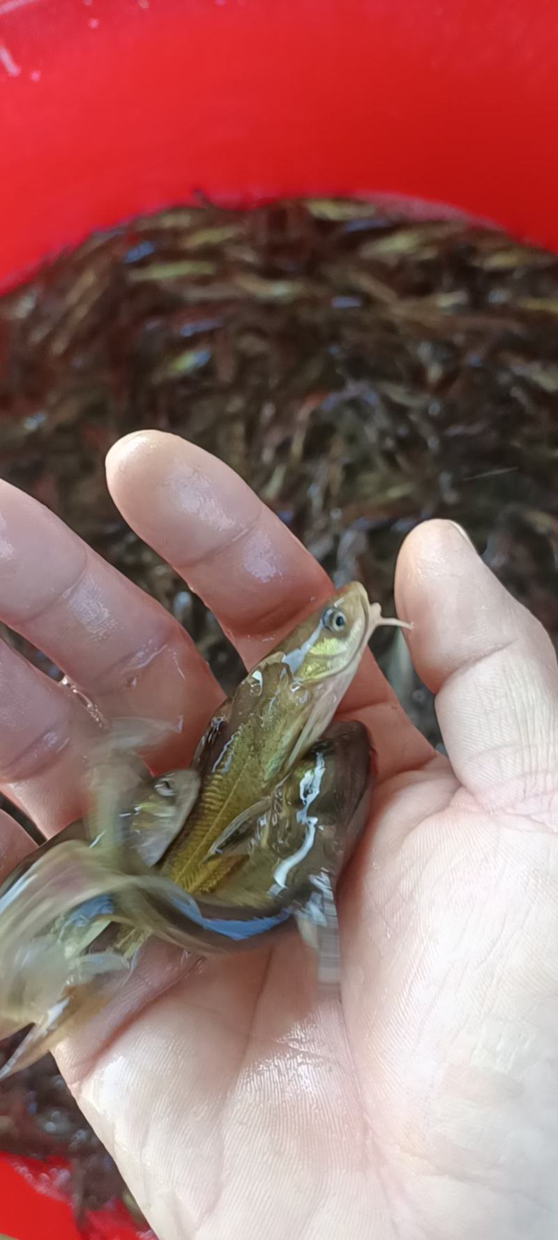 各规格黄骨鱼苗大量批发