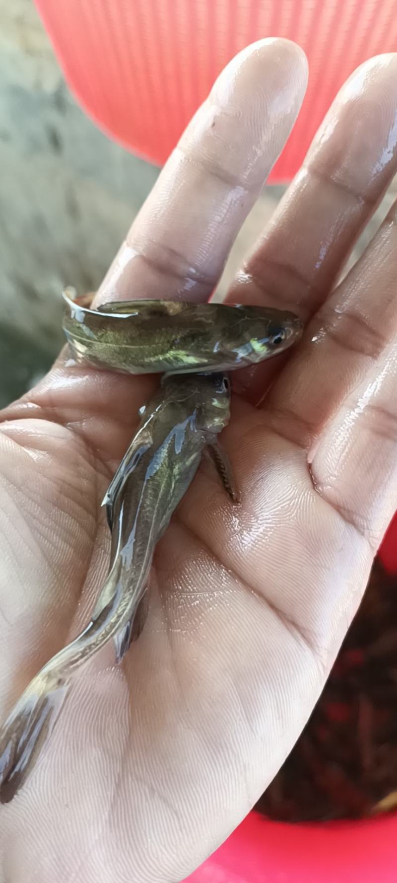 各规格黄骨鱼苗大量批发