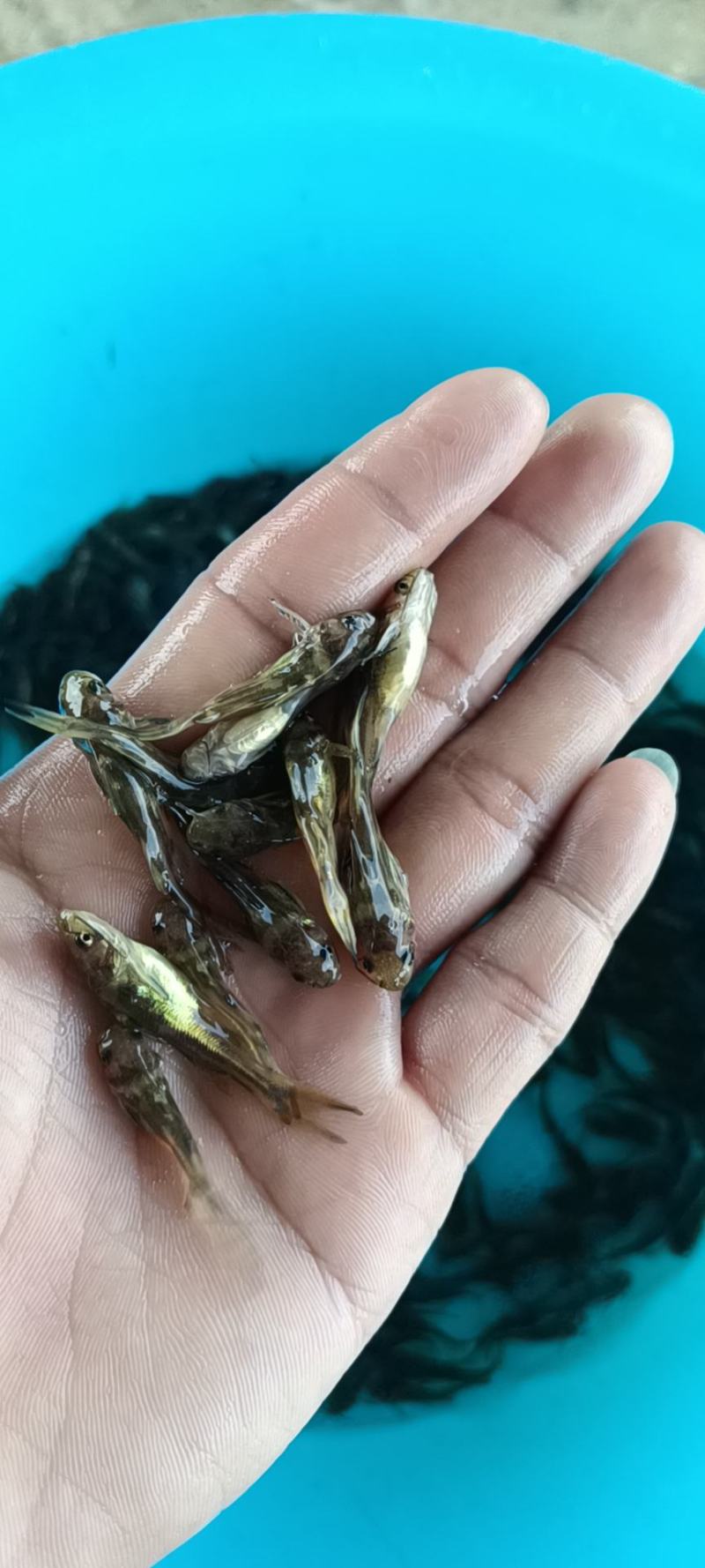 各规格黄骨鱼苗大量批发