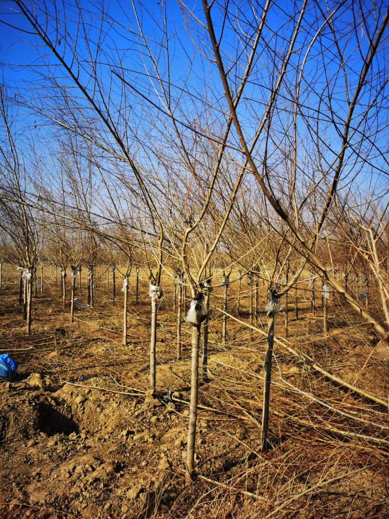 矮干4公分金叶榆短接金叶榆金叶榆基地保定金叶