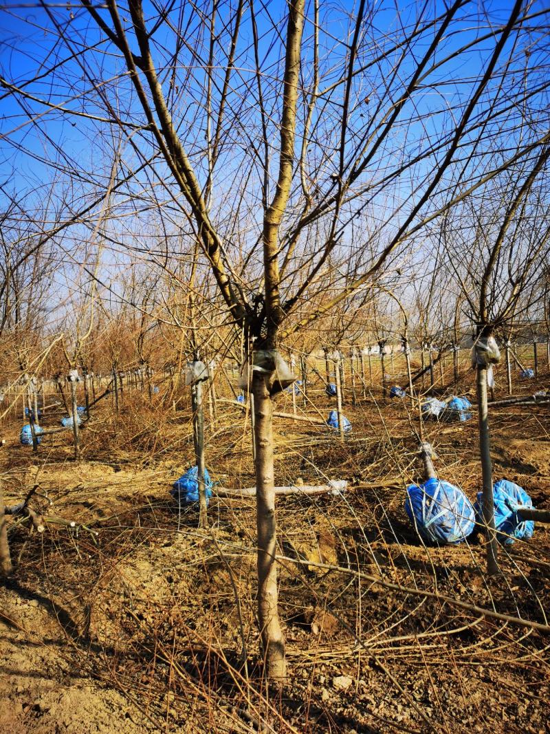 矮干4公分金叶榆短接金叶榆金叶榆基地保定金叶