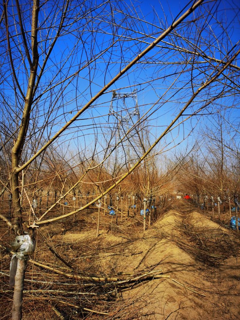 矮干4公分金叶榆短接金叶榆金叶榆基地保定金叶