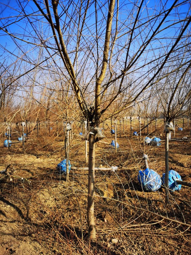 矮干4公分金叶榆短接金叶榆金叶榆基地保定金叶
