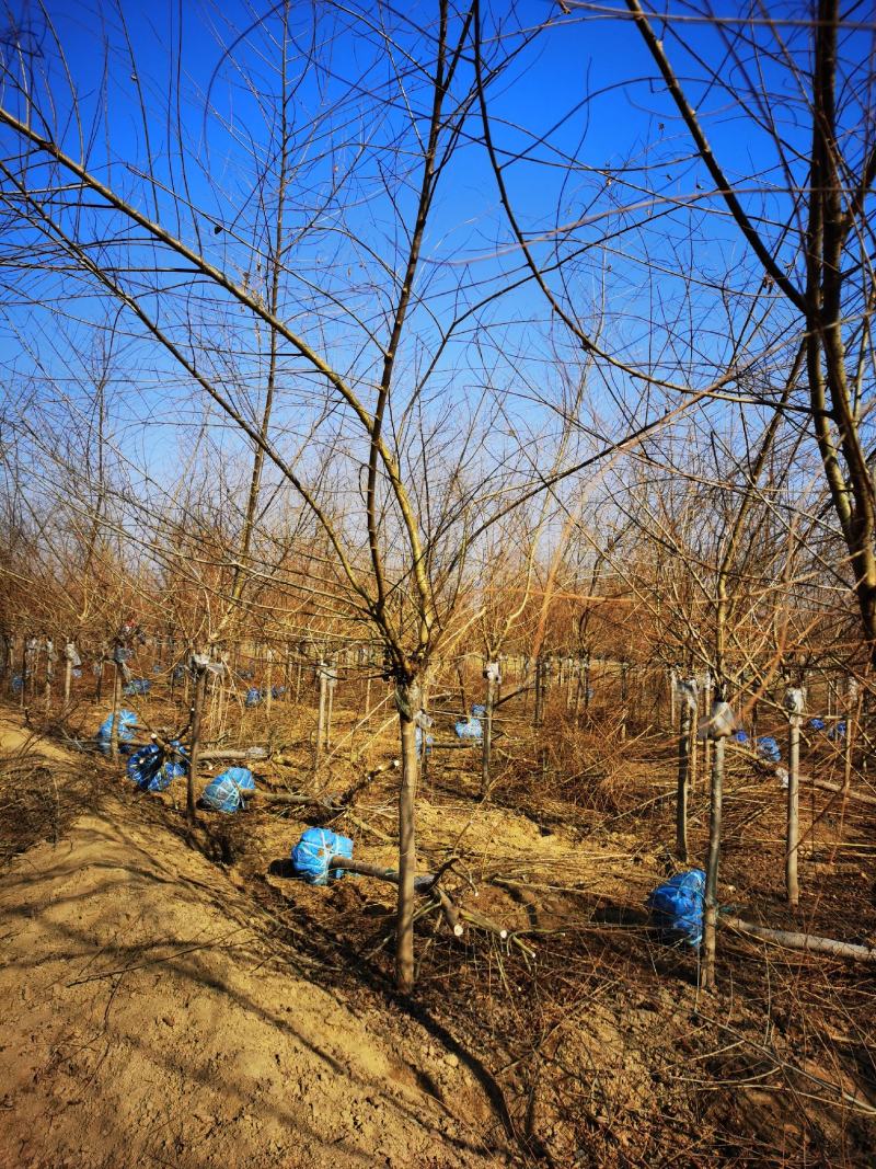 矮干4公分金叶榆短接金叶榆金叶榆基地保定金叶