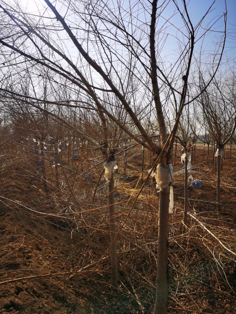 矮干4公分金叶榆短接金叶榆金叶榆基地保定金叶