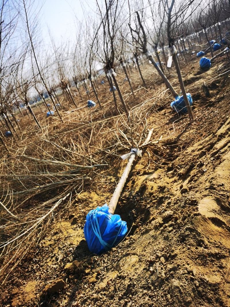 矮干4公分金叶榆短接金叶榆金叶榆基地保定金叶