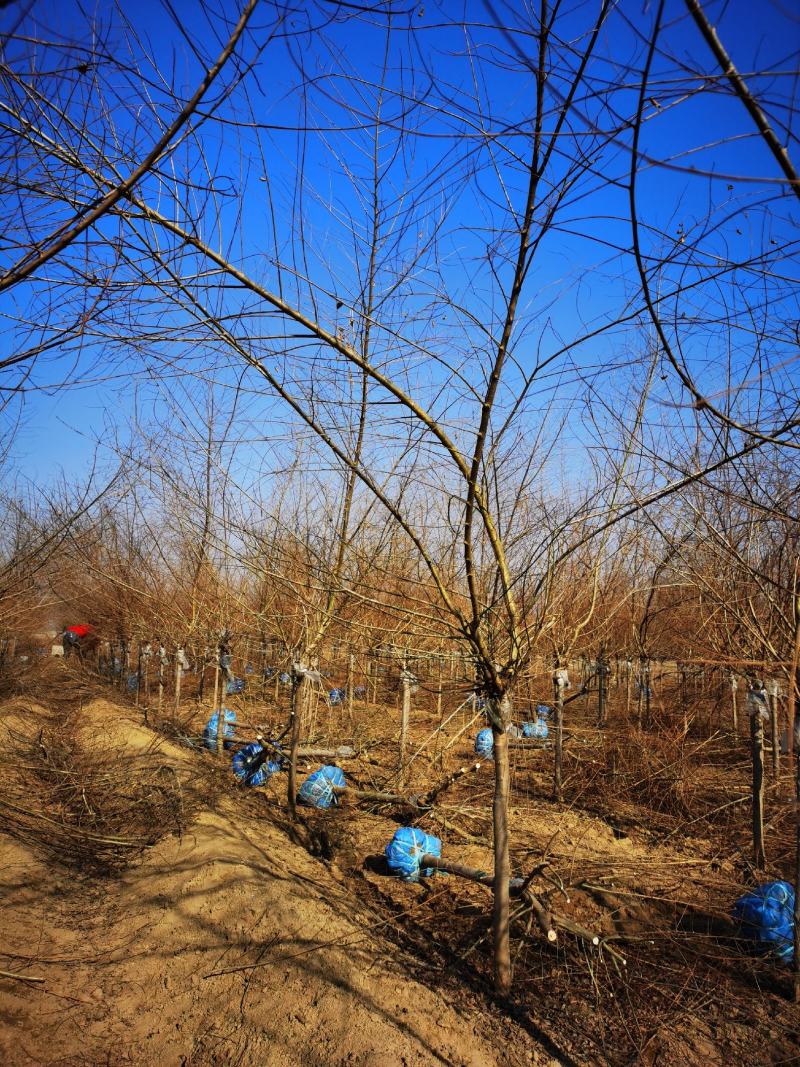 矮干4公分金叶榆短接金叶榆金叶榆基地保定金叶