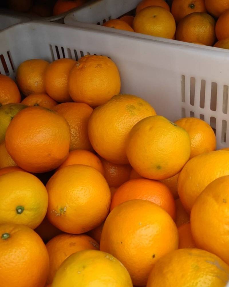 纽荷尔脐橙，味甜，果面好