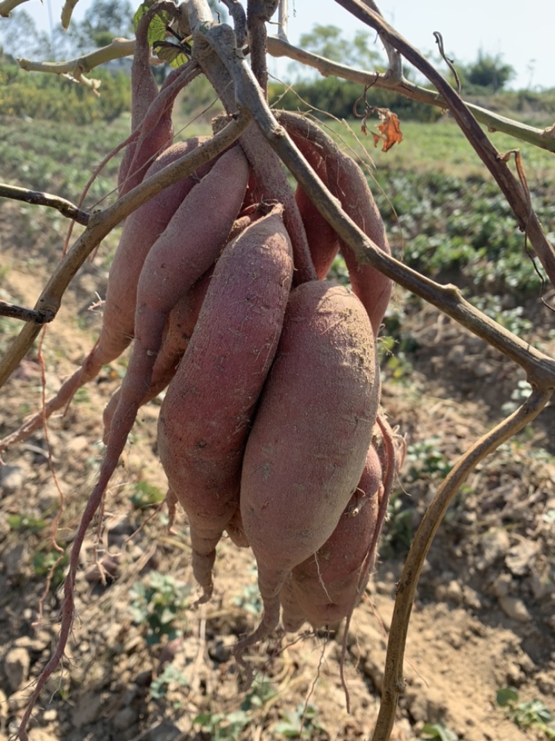 大叶红蜜薯