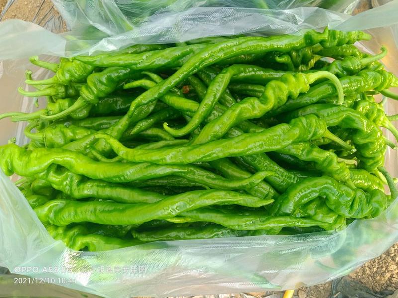 宁都辣椒蔬菜基地精品螺丝椒37–94，质量保证