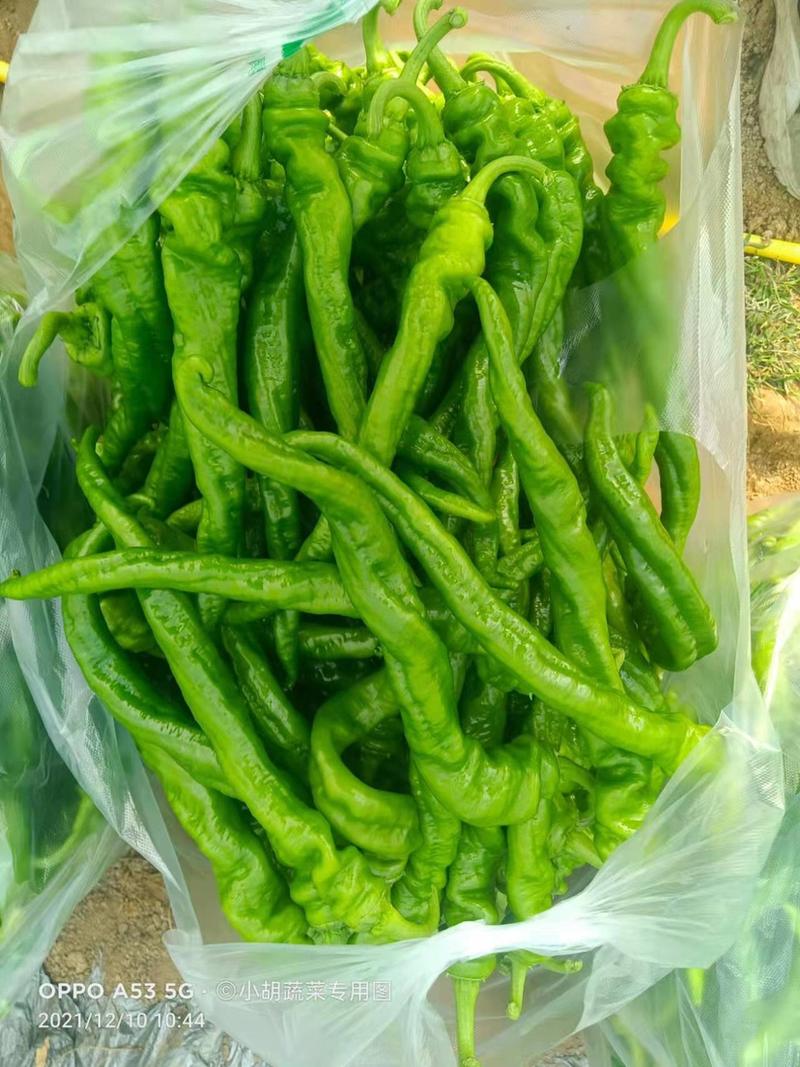 宁都辣椒蔬菜基地精品螺丝椒37–94，质量保证