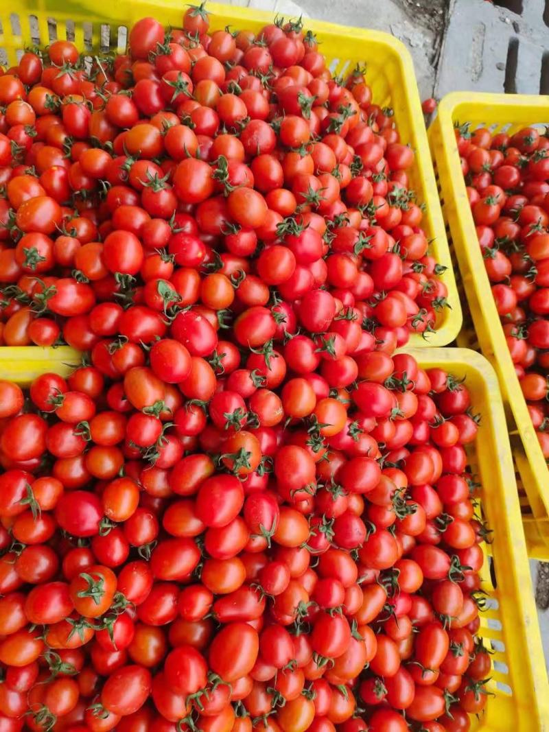 优质小番茄