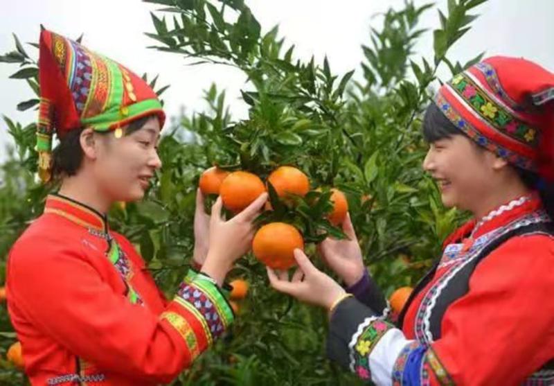 柑橘专用肥柑橘脐橙专用肥增产量全国发货量大优惠可咨询