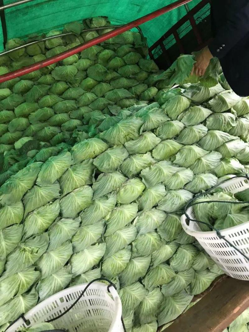 江苏甘蓝全国发货大量供应2-2.5斤，专业工人