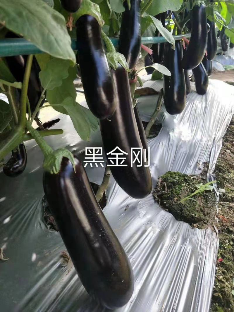 航丰黑金刚绿把茄子种子绿萼杂交一代品种种子