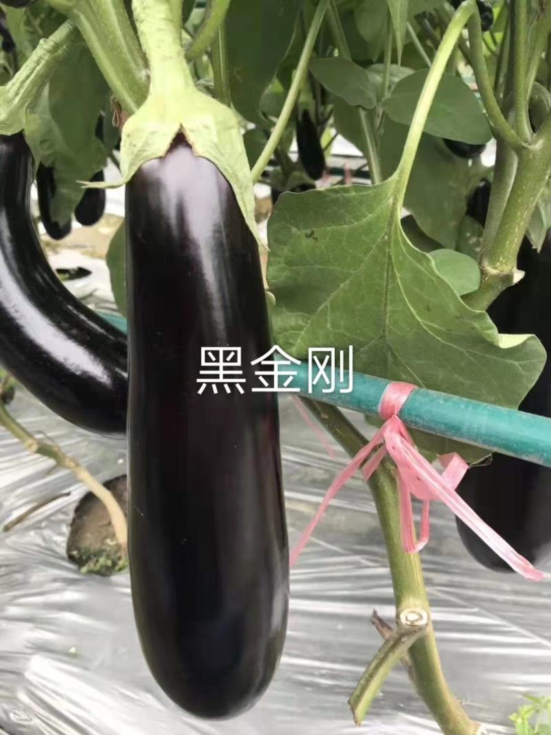 航丰黑金刚绿把茄子种子绿萼杂交一代品种种子