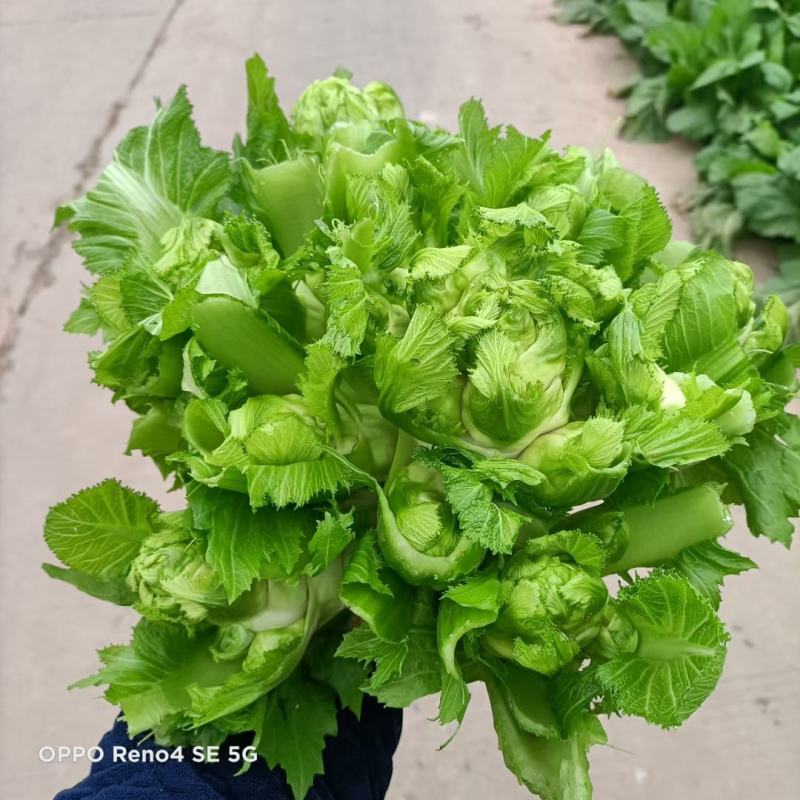 儿菜