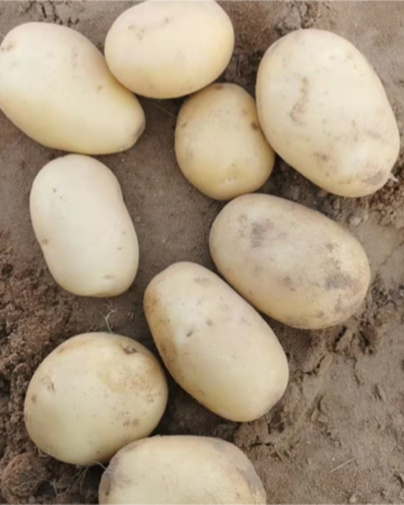 中薯5号，沃土，西森，实验一各种土豆上市，现定现挖