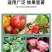 生物有机菌肥药材、果树、蔬菜专用肥量大优惠全国发货