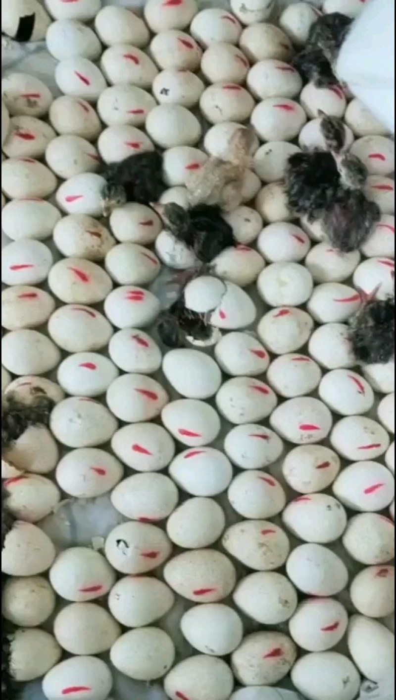 火鸡苗青铜火鸡出壳苗大种火鸡苗贝蒂娜火鸡包路损优质货源