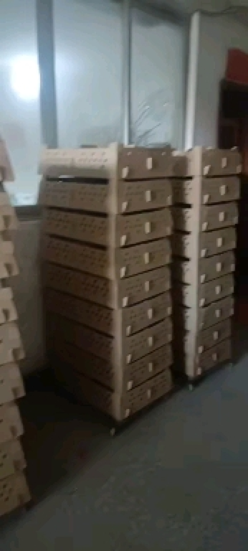 火鸡苗青铜火鸡出壳苗大种火鸡苗贝蒂娜火鸡包路损优质货源