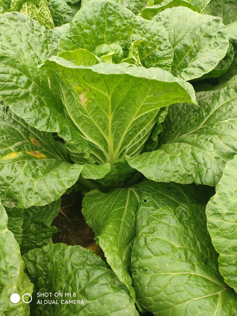 四川白心白菜