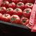 山东费县优质硬粉西红柿已大量上市一手货源质量保障